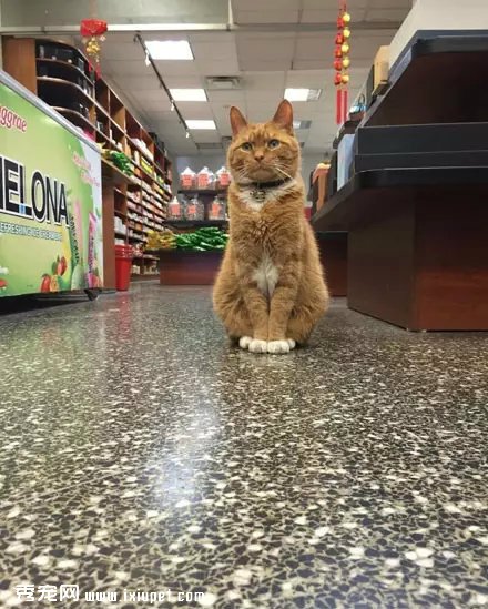 �Դ�����Ϊ��è֮�󣬹�������Ӳ���٣�������!
