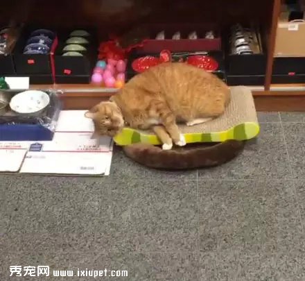 �Դ�����Ϊ��è֮�󣬹�������Ӳ���٣�������!