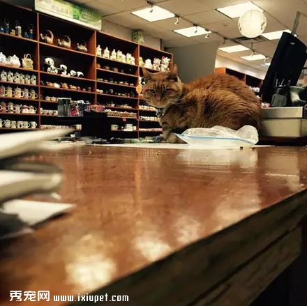 �Դ�����Ϊ��è֮�󣬹�������Ӳ���٣�������!