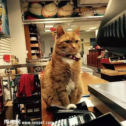 �Դ�����Ϊ��è֮�󣬹�������Ӳ���٣�������!