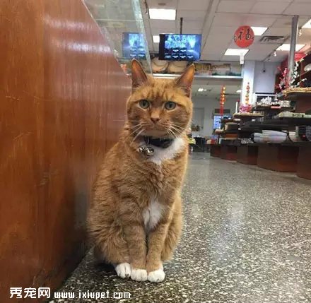 �Դ�����Ϊ��è֮�󣬹�������Ӳ���٣�������!