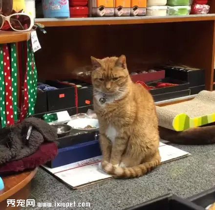 �Դ�����Ϊ��è֮�󣬹�������Ӳ���٣�������!