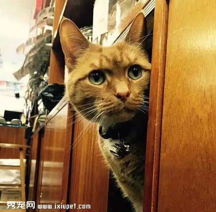 �Դ�����Ϊ��è֮�󣬹�������Ӳ���٣�������!
