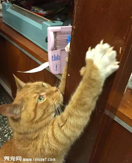 �Դ�����Ϊ��è֮�󣬹�������Ӳ���٣�������!