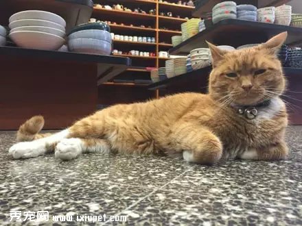 �Դ�����Ϊ��è֮�󣬹�������Ӳ���٣�������!