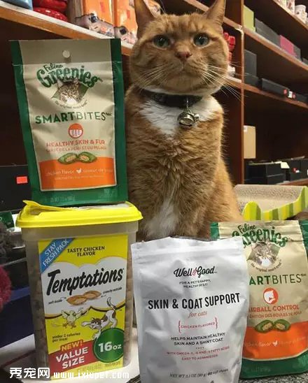 �Դ�����Ϊ��è֮�󣬹�������Ӳ���٣�������!