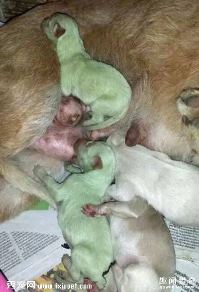 �������ɫ�Ĺ���ô�� ���Դ���ȻûȾɫ