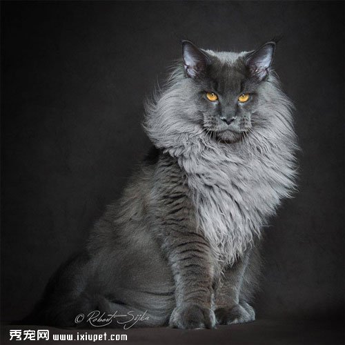 ������Ӱʦ��ͷ�µ�����èͼƬ