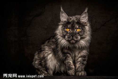 ������Ӱʦ��ͷ�µ�����èͼƬ
