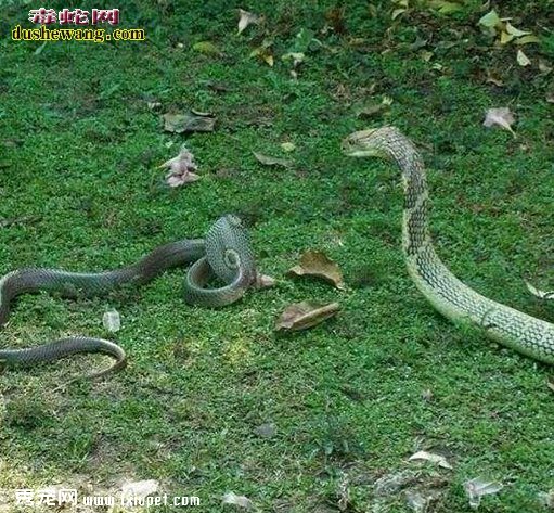 �۾����߳�ʲô�ߣ�