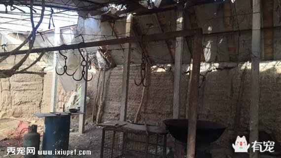�������ֳ��ﹷ���� �ֳ�Ѫ������