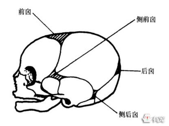 �豭Ȯ����Ŀ������࣡