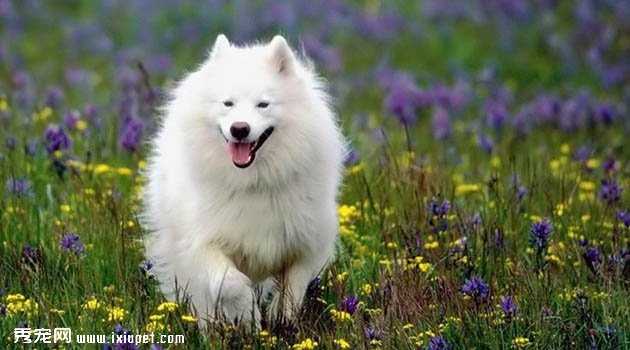 ��˹��ĦȮͼƬ����3