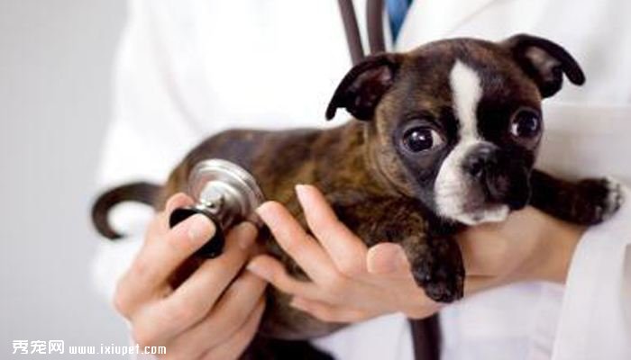 给幼犬接种疫苗
