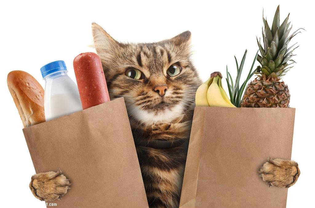 è����ʳ���� ʳ����ѡС����