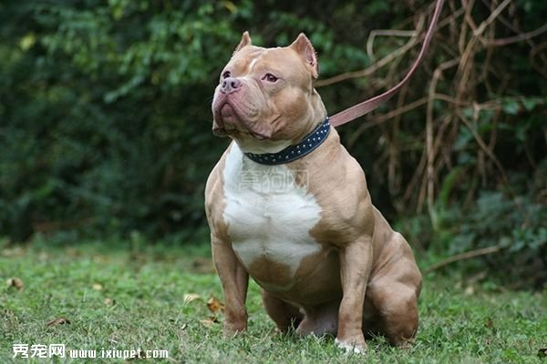 ��Ȯ��NO1������ʹ����Ѫսʿ������������Ȯ