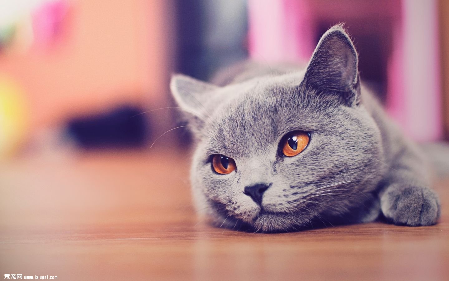 è�����ش�˵ �Ƴ���������