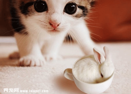 è�䲻�ܳԣ���ʳ12���ɱؿ�