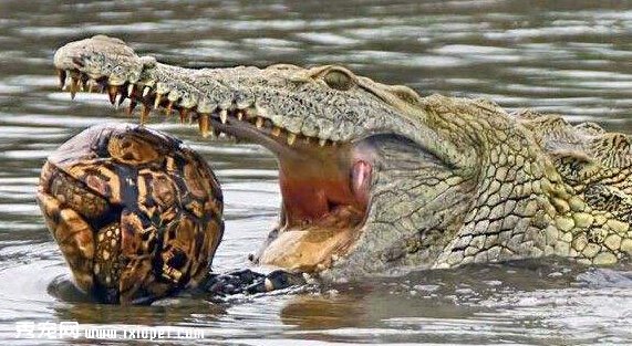 �ڹ��Ϊʲô��ôӲ���ڹ����ʲô���ã�