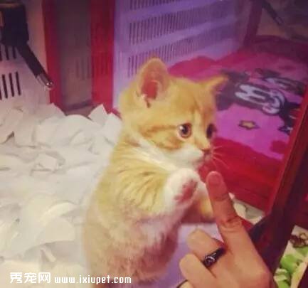 ��������������ֹ��/ŰɱȮè�ġ����ﱣ����������̨��ʵʩ��