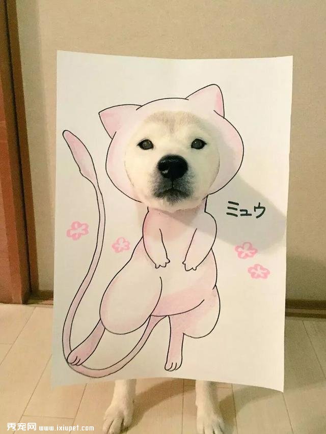 ������С�������ϲ�Ȯ�� ����Ļ��������