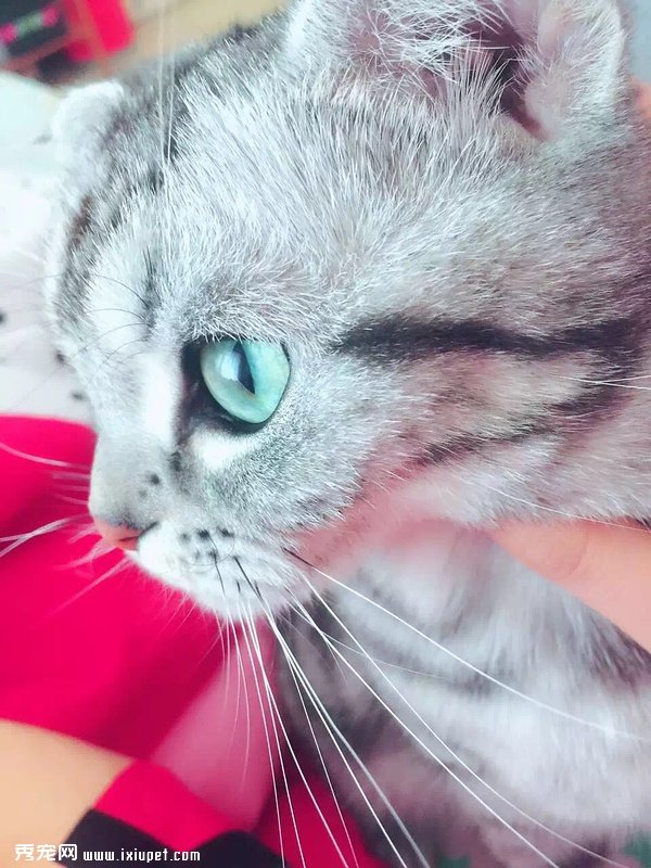 �տ�ʼ��è������ϲԾè����ô����