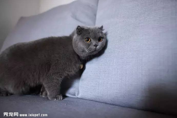 ����財����һ������è�������Ⱦ�ۺ�֢������