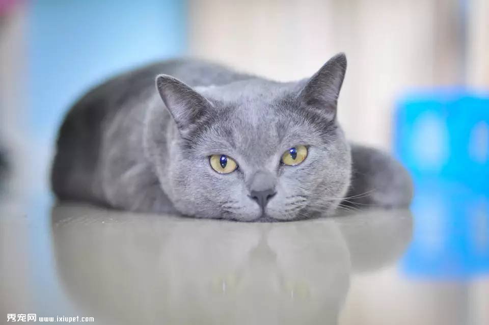 ����財����һ������è�������Ⱦ�ۺ�֢������