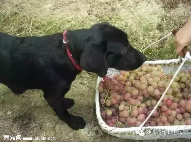 СС�����ѡ������˺���ǧ���ܸ������ԣ�