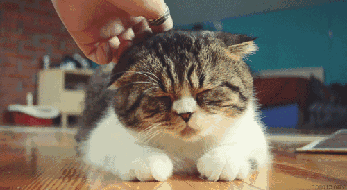 ������ָ����飡��ߣè����Ҳ��������ְҵ��