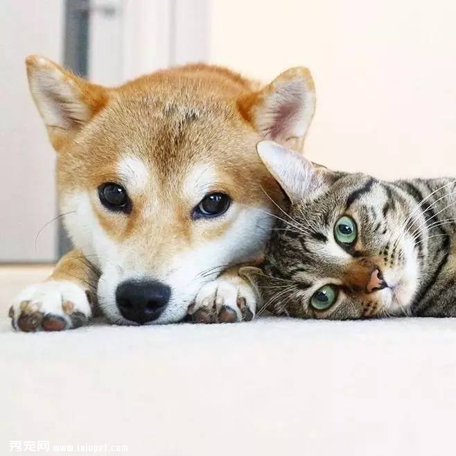 ��ҹ�˾ͨ���չ���ͼ��������������ʹ���ơ�ͷ�ѽ��Ρ�