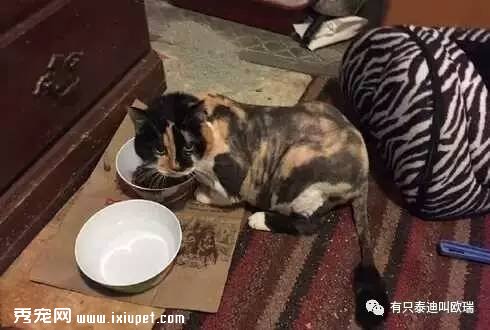 è�䳤�˾���β�ͣ�����ҽ������Ϊ�ø���