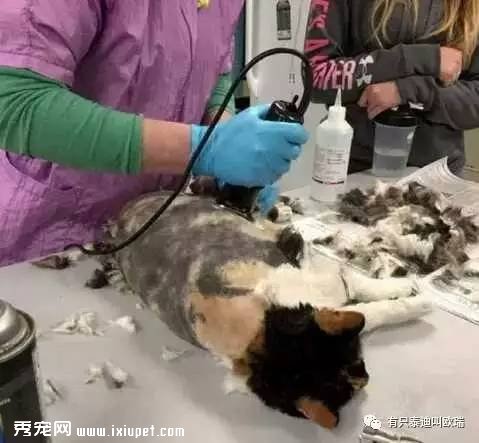 è�䳤�˾���β�ͣ�����ҽ������Ϊ�ø���