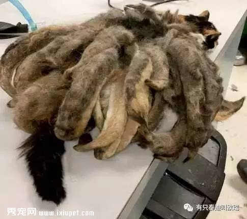 è�䳤�˾���β�ͣ�����ҽ������Ϊ�ø���