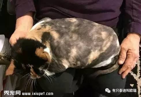 è�䳤�˾���β�ͣ�����ҽ������Ϊ�ø���