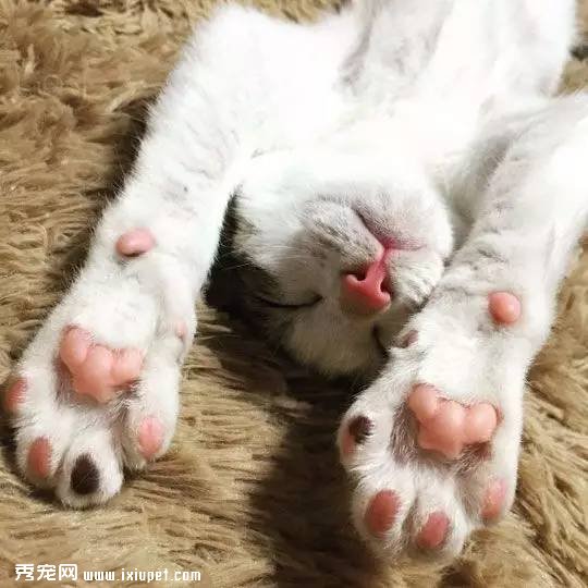 ˽��è��ͷ�뾳�������ں��ؽ�������
