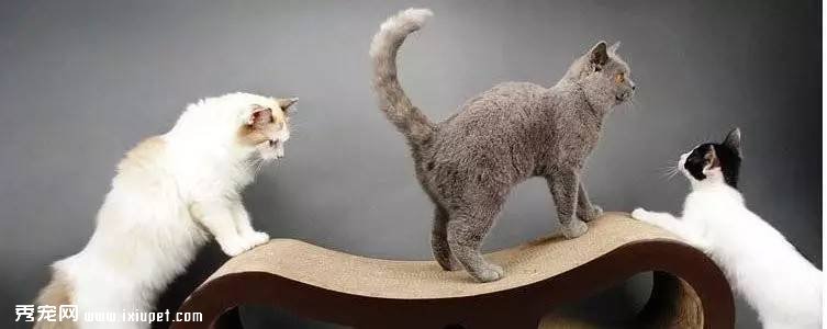 �����è���ܵĹ�˾�����½�����壬����������̫�ֹ�