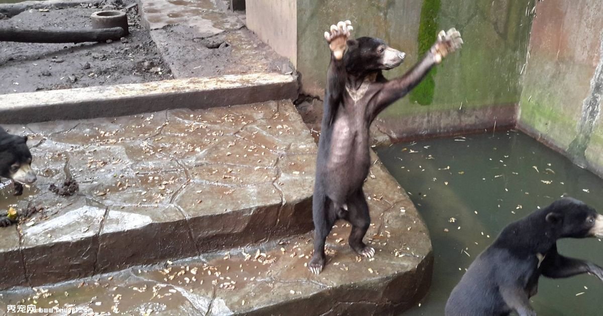 �������������̵Ķ���԰�����ƶ��������