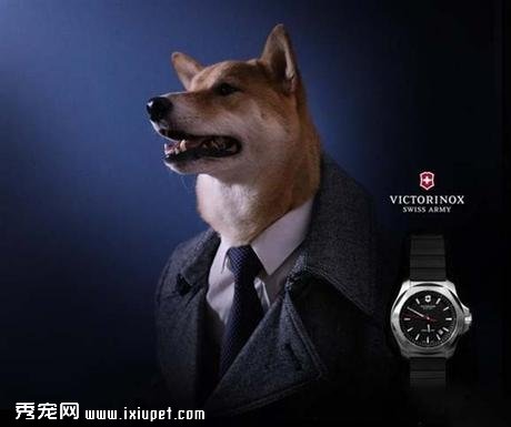 ����ΪCOACH�ȴ�������ģ�أ��������