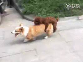���ۣ�̩������ȫGIF����������