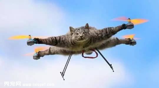 �㴽������ʾ�Ȼ�Գ���è��ʬ�����������