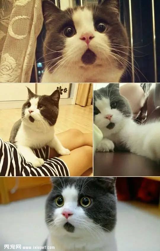 è��Ѫ������Щ��