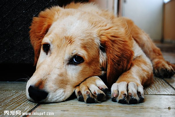 adorable-1846066.jpg