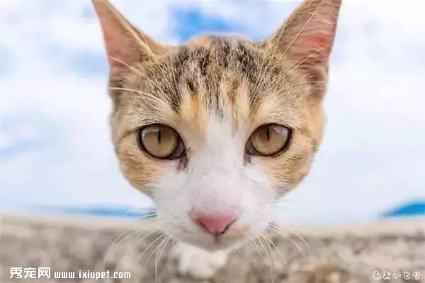 ������еġ�����è����������ʲô�����