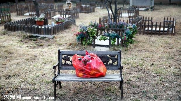 ��������Ϊ�Լ������е�Ψһ������Ҫ�����ӿ�ʳ