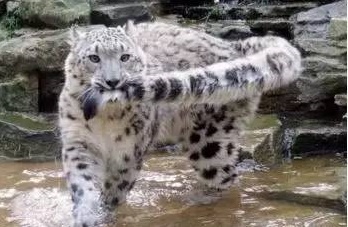 baomao1