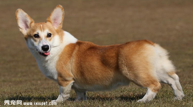 zajiaokeji