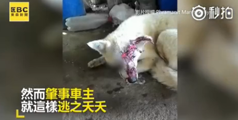 ��ǿ�Ĺ��裡���������Լ��ι��