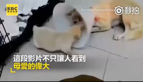 ��ǿ�Ĺ��裡���������Լ��ι��
