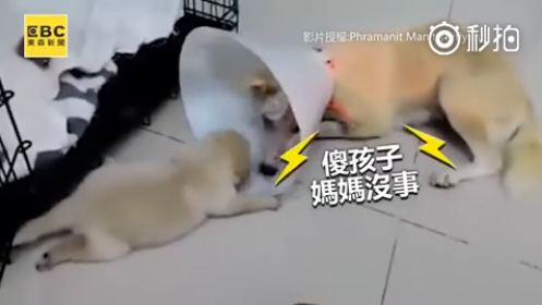 ��ǿ�Ĺ��裡���������Լ��ι��